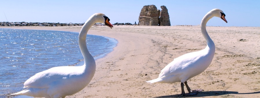 Torre Flavia, mare e natura - Summer School della Palestra dell'Attore